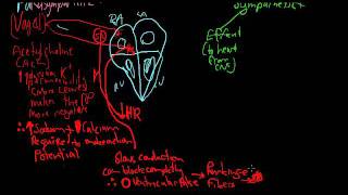 Innervation of the heart.mp4