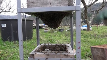 How to add a box to Box Pile Hive of Japanese honeybees