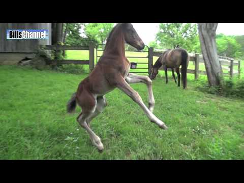funny-baby-horse