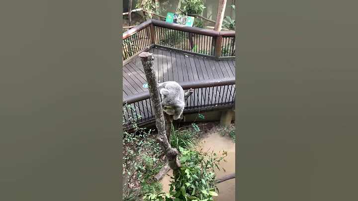 Koala Australia 2020