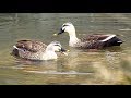 どんぐり？を食べまくるカルガモちゃんカップル　spot-billed duck eats acorn