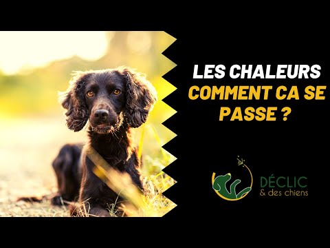 Vidéo: Comment contrôler et réduire la chaleur sur les chiens