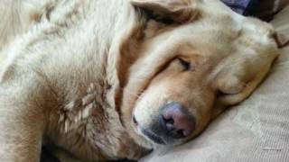 My dog snores....loudly!
