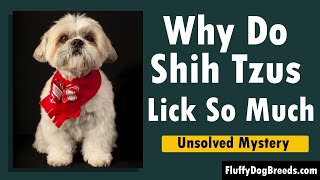 Why Do Shih Tzus Lick So Much: Emotional, Behavioral, and Medical Reasons for This Behavior