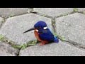 Cute little blue bird