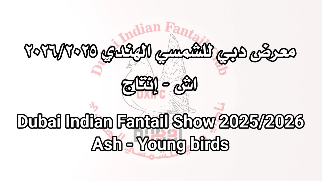 معرض دبي للشمسي الهندي ٢٠٢٦/٢٠٢٥ اش - إنتاج Dubai Indian Fantail Show 2025/2026Ash - Young birds