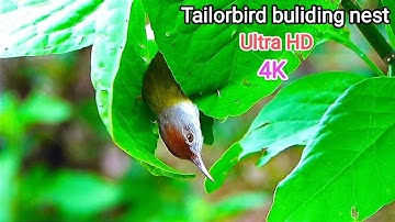 Tailorbird nest sewing like pro