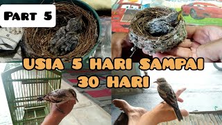 perkembangan burung kapasan kemiri/cupon putih/jarak'an dari umur 5 hari sampai 30 hari