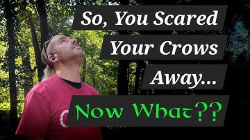 Scared Crows - Befriending Crows - Attracting Crows - Learn Stuff With Onen