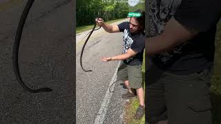 😳 None venomous snake does not want to be rescued #shorts