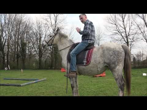 Video: Kako Naučiti Ući U Ritam Pokreta Konja