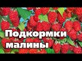 МАЛИНЫ БУДЕТ МОРЕ, ЕСЛИ ПОДКОРМИТЕ ПО ЭТОЙ СХЕМЕ