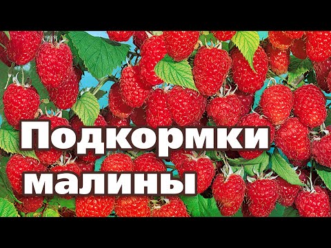 Видео: Отглеждане на ароматни малини