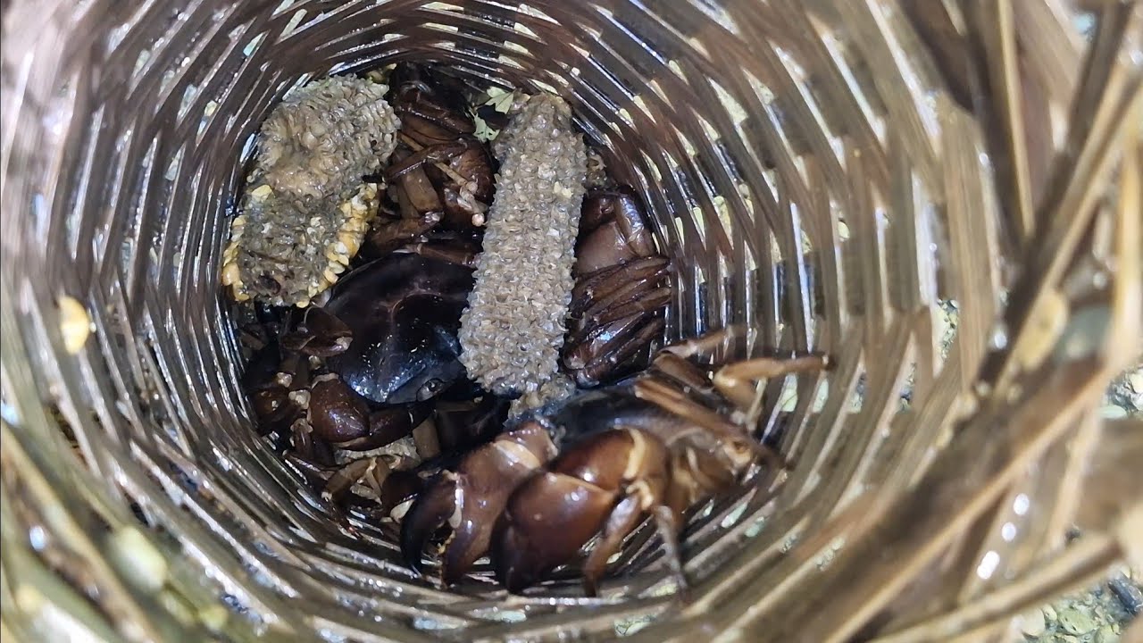 Chakai 200 chuang a tla🦀🦀🦀, Aiawt en vawi 8-na