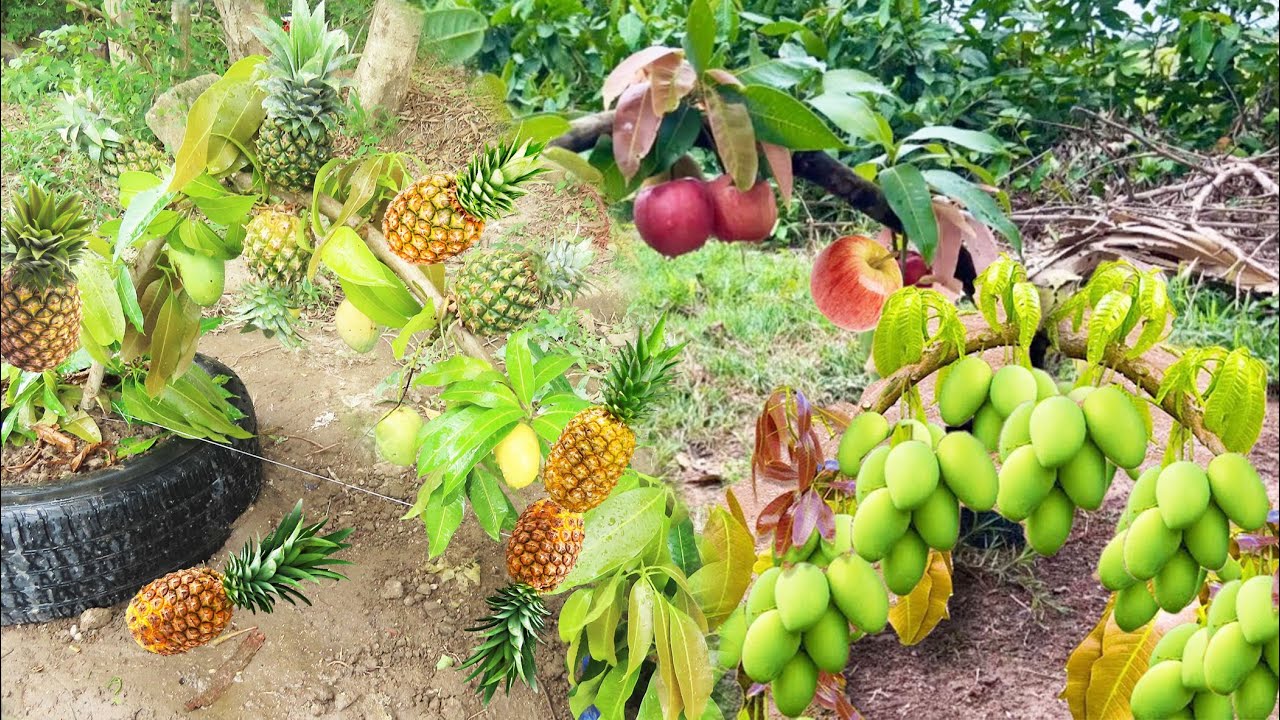 New Discover of planting Pineapple with Branch Mango Ingredients Banana