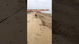 Reactive German Shepherd owners will understand this 💙 #reactivedog #rescuedog #germanshepherd