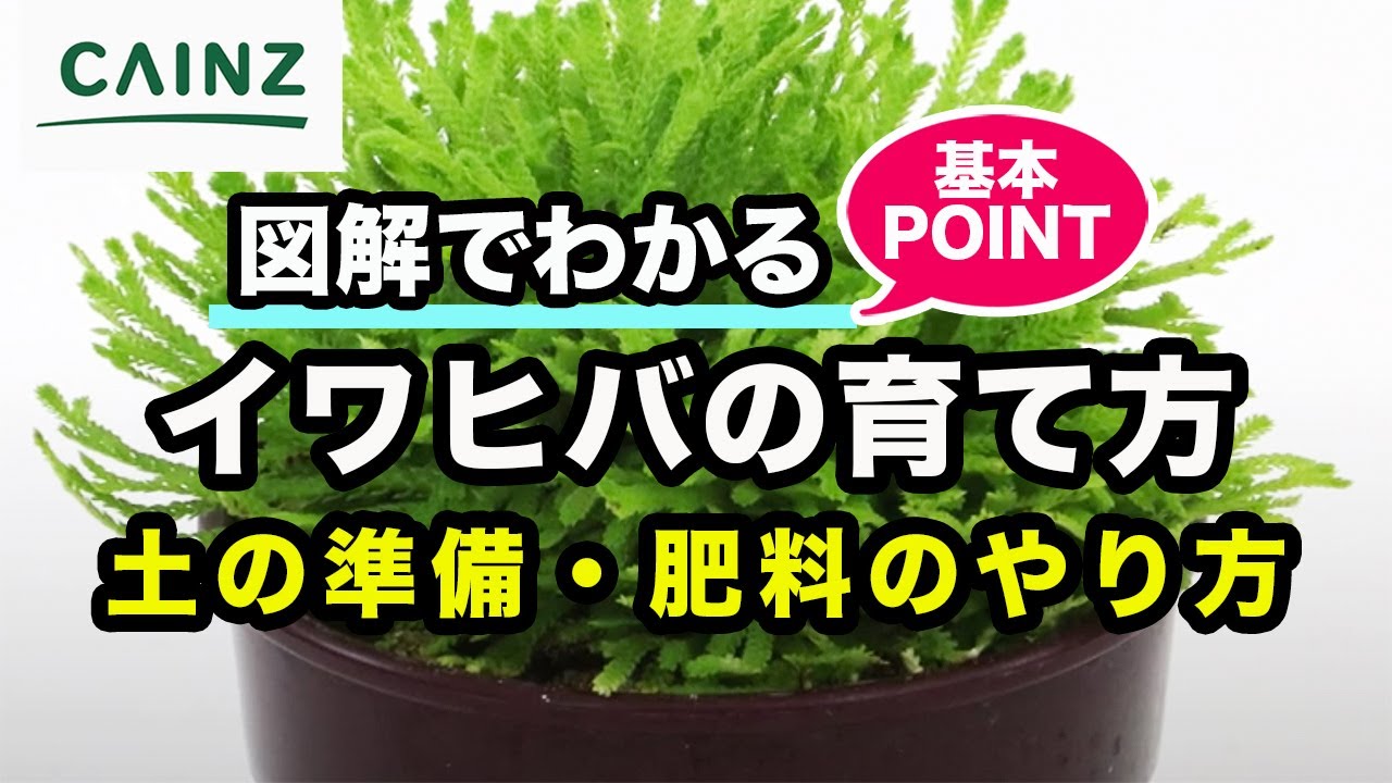 イワヒバ イワマツ の育て方 カインズ植物図鑑 Youtube