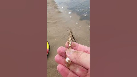 Absulute madnes! I found kilo of gold on the beach!