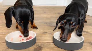 Raw diet for 2 Mini Dachshunds.