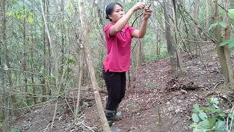 Poj muaj peev xwm cuab qhaub mag qaib qus keej heev