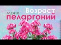 Возраст моих пеларгоний. Сколько времени мне потребовалось, чтобы достичь таких результатов