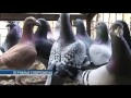 Спортивные или почтовые голуби