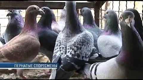 Почтовые голуби — надёжное средство связи
