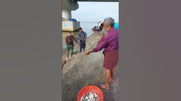 തോണിക്കാരെ വലയിലെ മീൻ കണ്ട 20.10.25  #fish #fishing #seafishing #fisherman #shorts