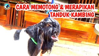 Cara memotong tanduk kambing pe