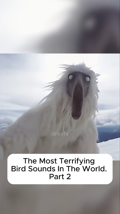 The Most Terrifiying Bird Sounds In The World Part 2 😨