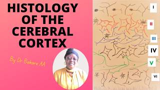 Histology of the cerebral cortex