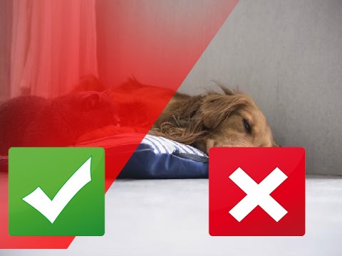gregory and the hawk 5 Reasons Your Pet is Lethargic (and When to Worry)
