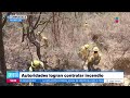 Autoridades logran controlar incendio en Morelos | Noticias con Crystal Mendivil