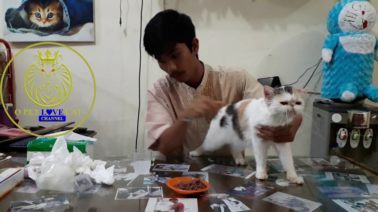 Obat kucing keracunan racun tikus