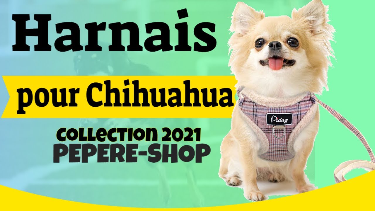 Harnais pour Chihuahua - Collection 2021 