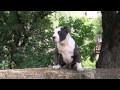 Baddest Extra Large American Bully Female @ 12 weeks