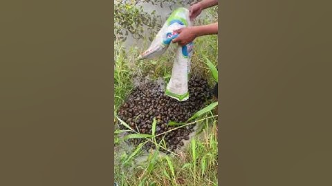 Mô hình nuôi cá bống tượng vỗ béo, thả ốc bưu vàng ăn rau muống, cá ăn ốc và cá mồi vừa miệng