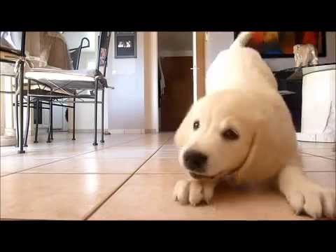 Chiot Golden Retriever Praline Youtube Chiot Golden Retriever Praline Youtube