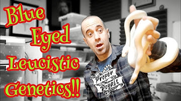 BEL Ball Python Genetics - Blue Eyed Leucistic Deep Dive!!