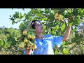 Harvest Some Cashew Fruits / Yummy Cashew Fruit Recipe / Prepare By Countryside Life TV.