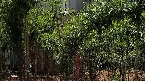 Trần lâm tv28 đang phát trực tiếp! làng đào quất tứ Liên nhật tân Hà Nội