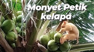 monyet Petik kelapa ❗❗