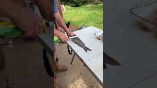 How to filet a catfish! #shortvideoviral #fishing