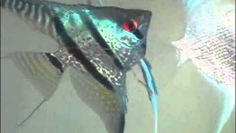 Cá Ông Tiên Da Rắn - Thiên Đường Cá Cảnh