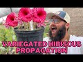 Variegated Hibiscus Propagation! | How to Propagate Hibiscus Plants!