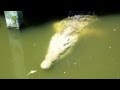 Crocodile Alligator faceoff