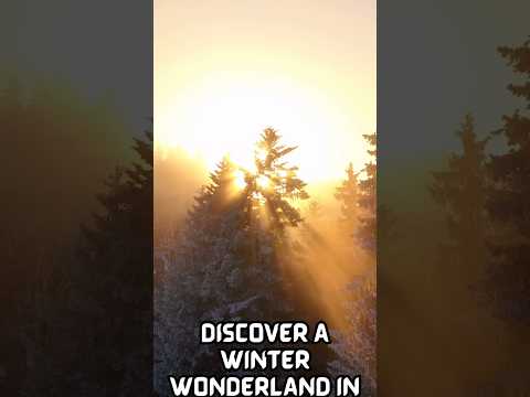 Top 3 Winter