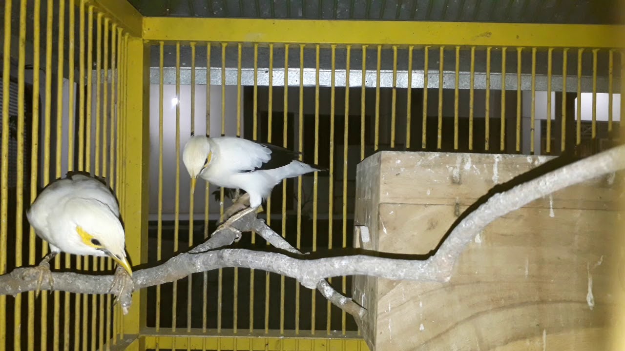 Burung Jalak Putih Mau Bertelur Burung Cantik Endemik Jawa 