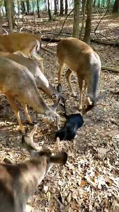 Deer Surround and Lick Cat || ViralHog