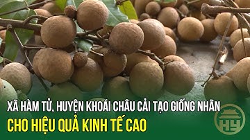 Xã Hàm Tử, huyện Khoái Châu cải tạo giống nhãn cho hiệu quả kinh tế cao